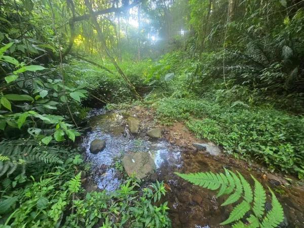 Terreno à venda, 9970 m² por R$ 1.540.000,00 - Tanguá - Almirante Tamandaré/PR
